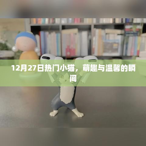 萌趣温馨小猫瞬间，12月27日热门记录