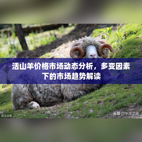 活山羊价格市场动态分析，多变因素下的市场趋势解读