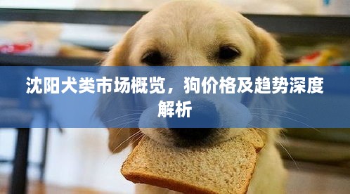 沈阳犬类市场概览，狗价格及趋势深度解析