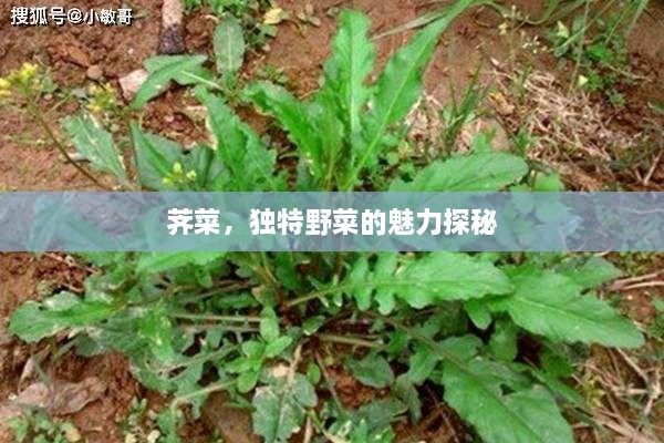 荠菜，独特野菜的魅力探秘