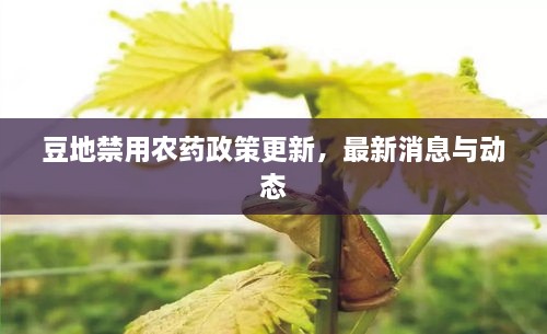 豆地禁用农药政策更新，最新消息与动态