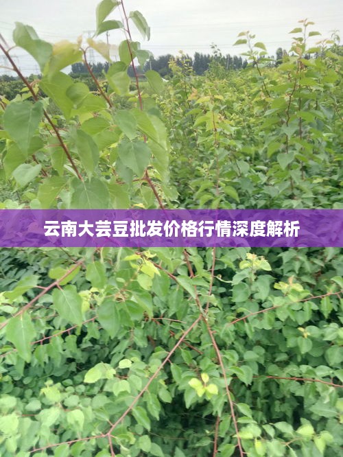 云南大芸豆批发价格行情深度解析