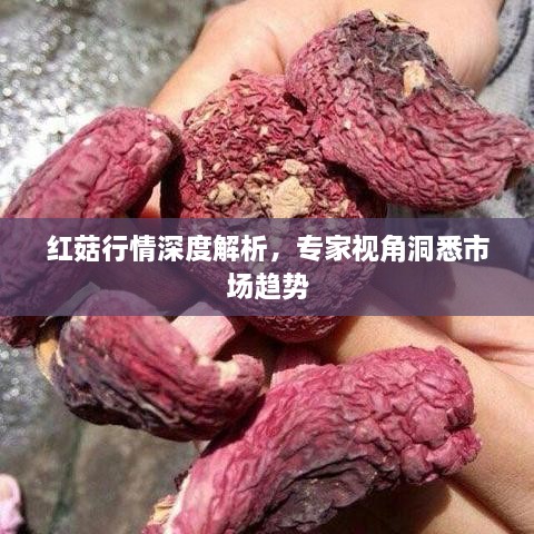 红菇行情深度解析，专家视角洞悉市场趋势