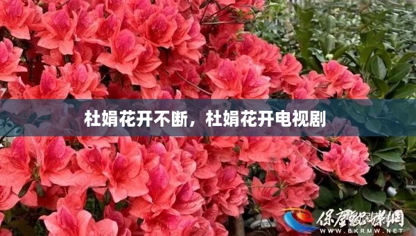 杜娟花开不断，杜娟花开电视剧 