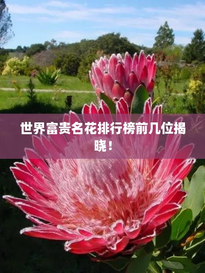 世界富贵名花排行榜前几位揭晓！