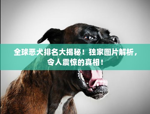 全球恶犬排名大揭秘！独家图片解析，令人震惊的真相！