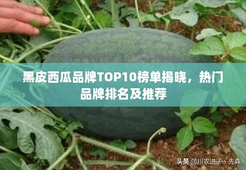 黑皮西瓜品牌TOP10榜单揭晓，热门品牌排名及推荐