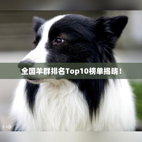 全国羊群排名Top10榜单揭晓！