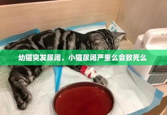 幼猫突发尿闭，小猫尿闭严重么会致死么 