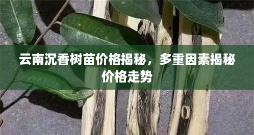 云南沉香树苗价格揭秘，多重因素揭秘价格走势