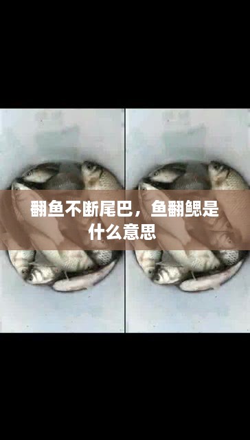 翻鱼不断尾巴，鱼翻鳃是什么意思 