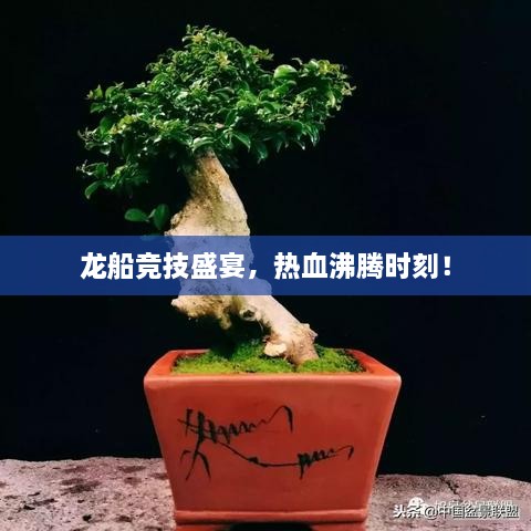 龙船竞技盛宴，热血沸腾时刻！