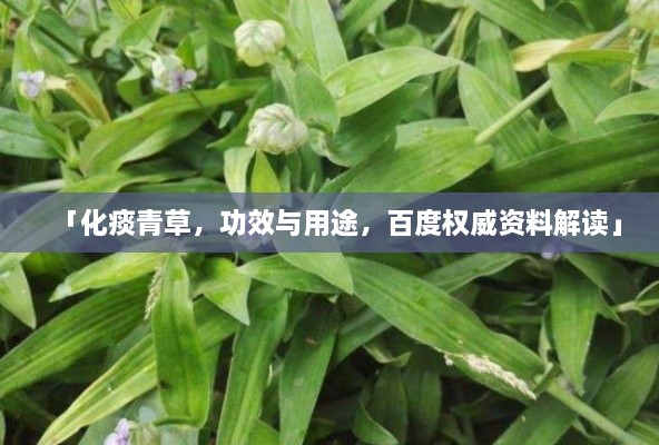 「化痰青草，功效与用途，百度权威资料解读」