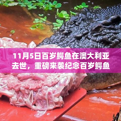 纪念百岁鳄鱼告别之际的高科技体验，科技改变生活的无限魅力，澳大利亚鳄鱼去世回顾