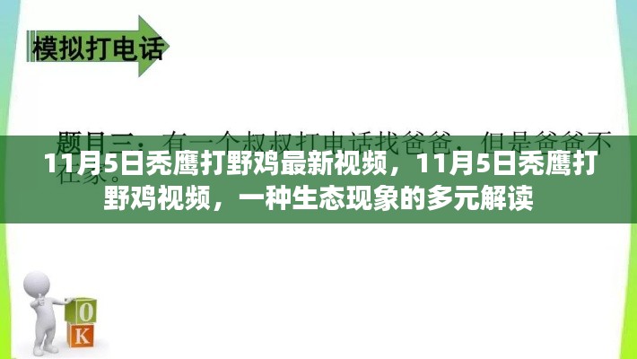 11月5日秃鹰打野鸡，生态现象的多元解读视频首发