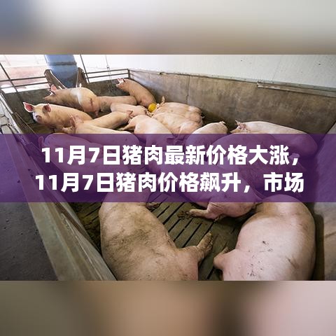 11月7日猪肉价格飙升，市场走势分析与预测