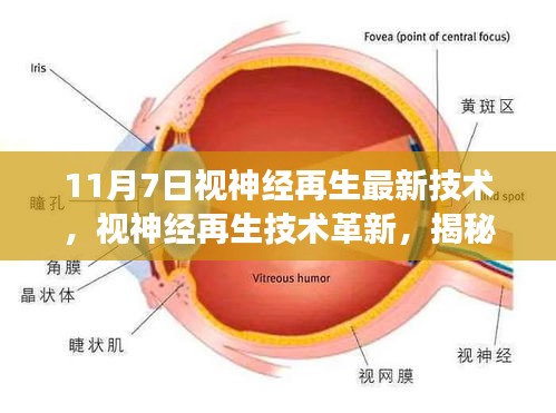 揭秘视神经再生技术革新，最新进展于11月7日揭晓