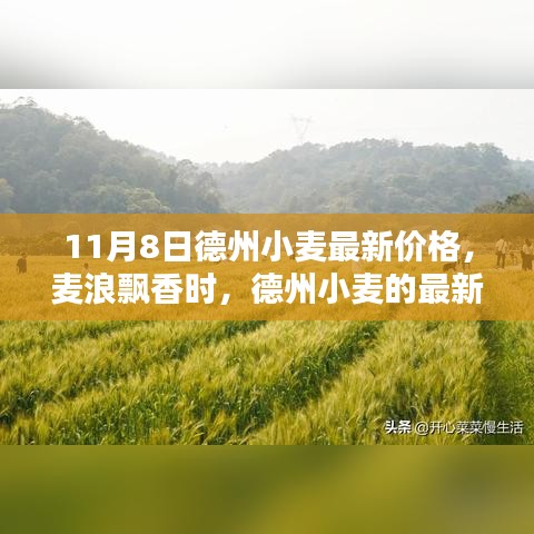 德州小麦最新价格与友情旋律，麦浪飘香时的温馨乐章