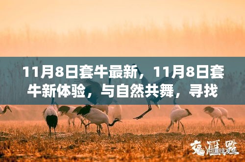 11月8日套牛新体验，与自然共舞，探寻内心宁静之乐