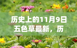 历史上的11月9日，五色草的心灵之旅探寻自然美景的历程