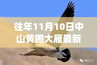 中山黄圃大雁招聘季，展翅高飞，成就自信与梦想！