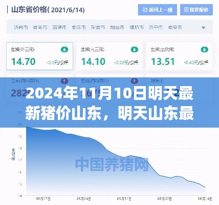 2024年11月10日山东地区最新猪价动态及深度解析市场行情