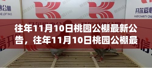 往年11月10日桃园公棚最新公告，揭秘资讯前沿与赛事动态