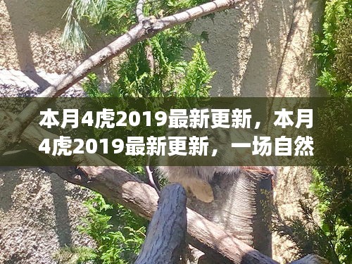 本月4虎2019最新更新，自然美景探险之旅，寻找内心平和与宁静的旅程