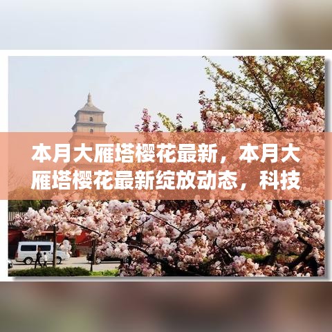 大雁塔樱花盛开，科技与自然的和谐交响，本月最新绽放动态