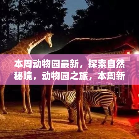 本周动物园之旅，探索自然秘境，启程寻找内心平静的新鲜看点