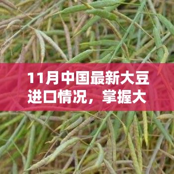 11月中国最新大豆进口情况及详解指南，掌握大豆进口全流程的必备知识