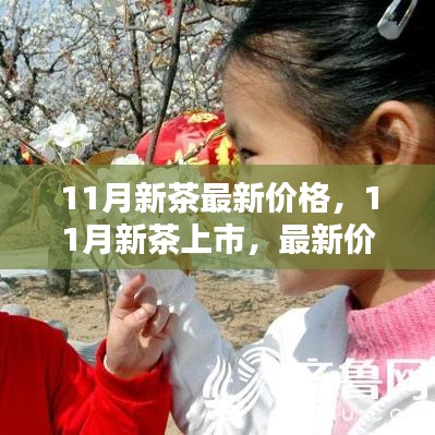 11月新茶上市，最新价格走势分析与市场行情解读