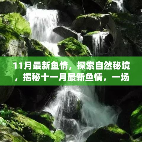 揭秘十一月最新鱼情，垂钓之旅探寻自然秘境，寻找内心平静之旅