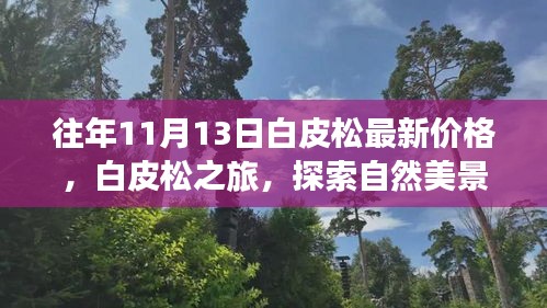 白皮松之旅，最新价格与自然美景的双重探索，寻找内心的宁静与平和