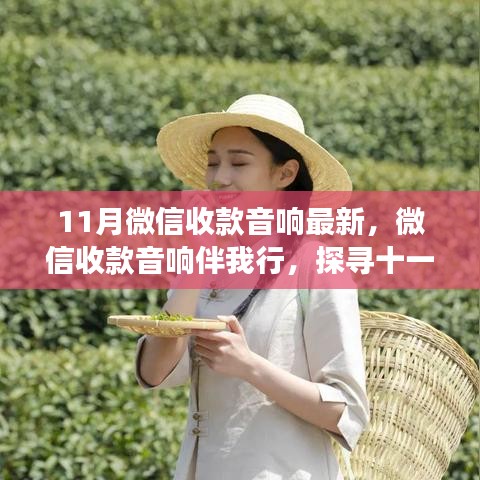 微信收款音响伴我行，探寻十一月自然秘境的最新旅程