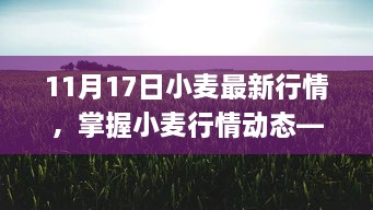 11月17日小麦市场深度解析，最新行情、走势预测与应对策略