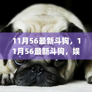 11月56最新斗狗，娱乐边界与个人立场的探索