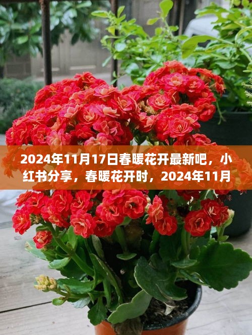 春暖花开时，探索2024年11月17日的全新世界，小红书分享