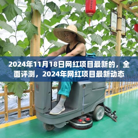 2024年网红项目最新动态深度解析，XX项目全面评测与深度剖析