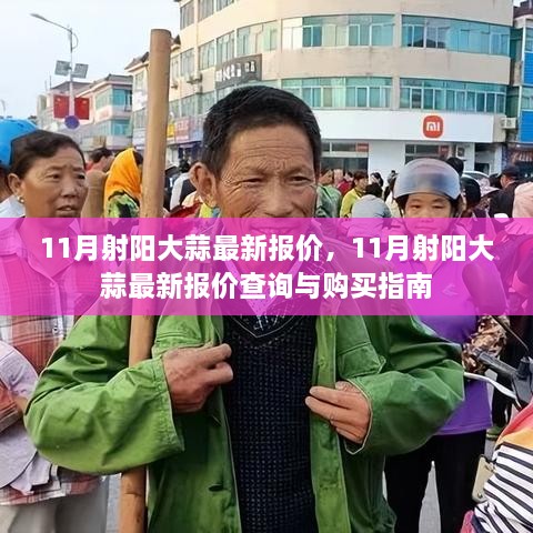 11月射阳大蒜最新报价及购买指南