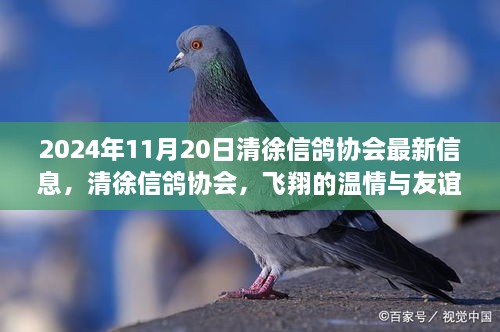 清徐信鸽协会最新动态，飞翔的温情与友谊的纽带（2024年11月20日）