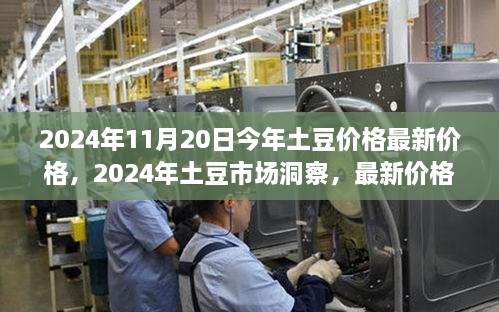 2024年土豆市场最新洞察，价格走势、市场洞察与未来预测