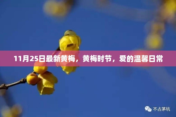 黄梅时节爱的温馨日常记录，11月25日的甜蜜瞬间