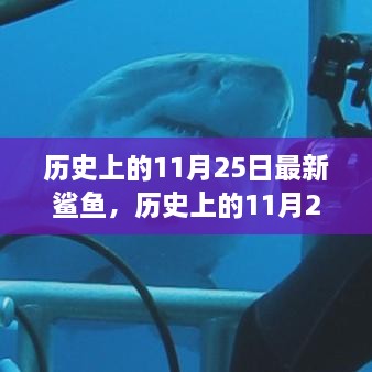 探索鲨鱼科学奥秘，历史上的11月25日最新鲨鱼揭秘之旅