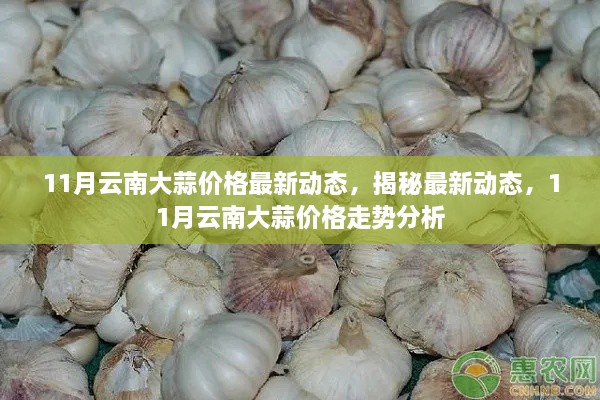 揭秘！云南大蒜价格走势分析，最新动态与预测（11月更新）