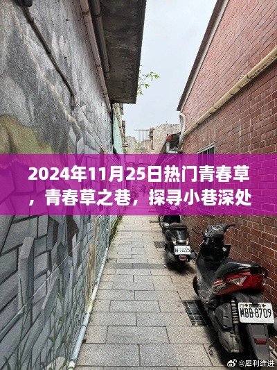 青春草之巷，探寻小巷独特风味于2024年11月25日的热潮