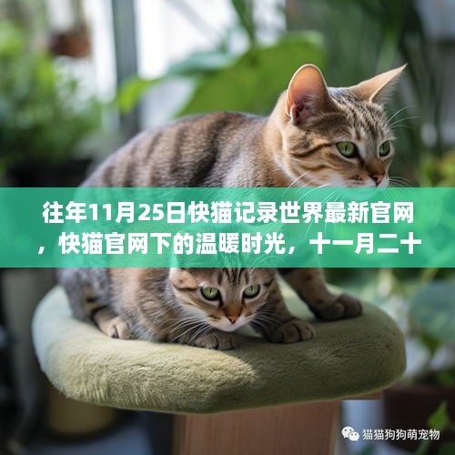 快猫官网下的温暖时光，十一月二十五日的趣事与友情的记录