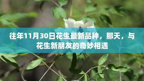 与花生新朋友的奇妙相遇，最新品种展示日