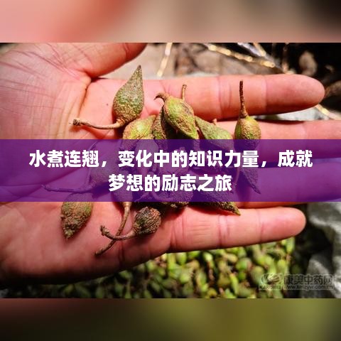 水煮连翘，知识力量助力梦想励志之旅