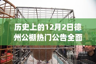 德州公棚热门公告全面评测与介绍，历史视角下的12月2日回顾